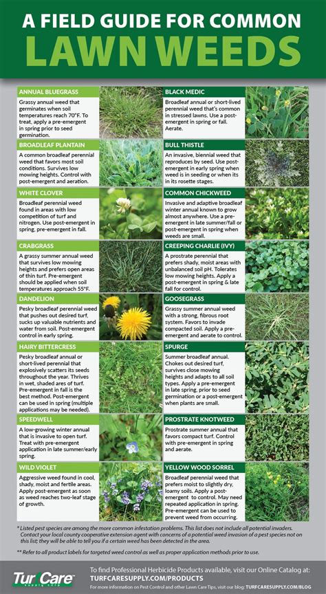 A Field Guide for Common Lawn Weeds