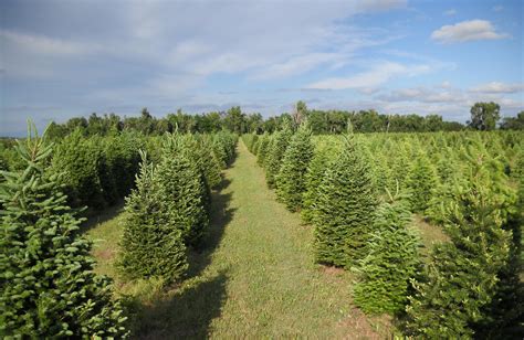 The Delp Christmas Tree Farm is a family affair | Kansas Living Magazine