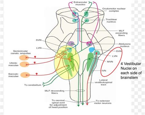 Vestibular Nuclei Pathway