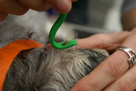 O'Tom Tick Removal Tool - Kingsbrook Animal Hospital's Blog