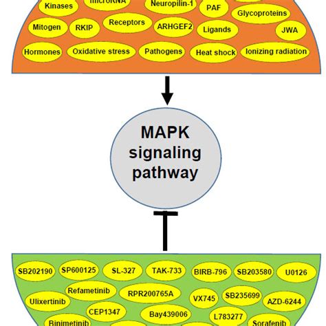 (PDF) MAPK Signaling Pathway: A Central Target in Pancreatic Cancer ...