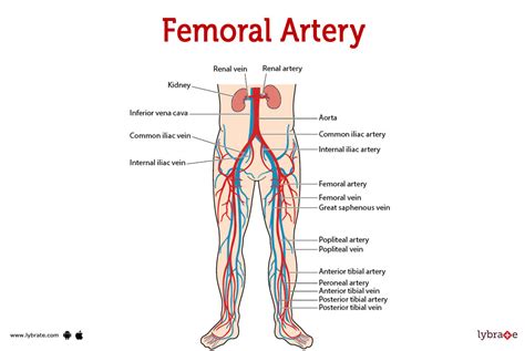 Artery Pierce-, 52% OFF | techuda.com