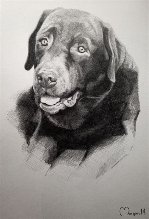 Labrador drawing, pencil, sketch www.hayleymorganart.webs.com ...