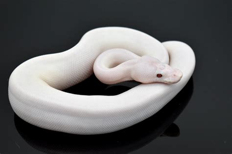 Blue Eyed Lucy Ball Python by Mighty Morphin Sneks - MorphMarket