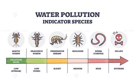 Water pollution indicator species from low to extreme levels outline ...