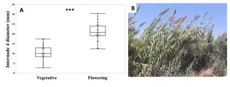 Arundo donax flowering as related to stem width at the base. A- Stem ...