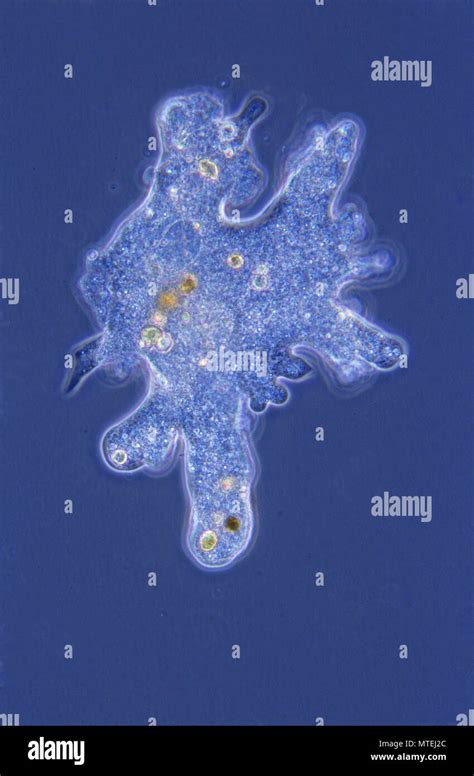 [DIAGRAM] Diagram Of Ameba - MYDIAGRAM.ONLINE