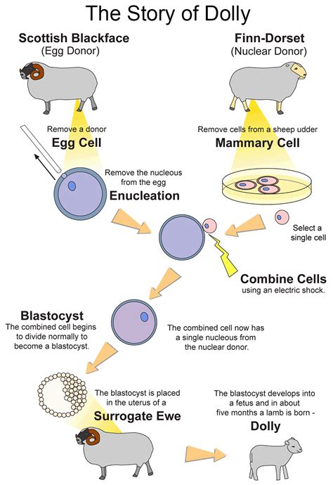 Cloning Dolly | Ask A Biologist