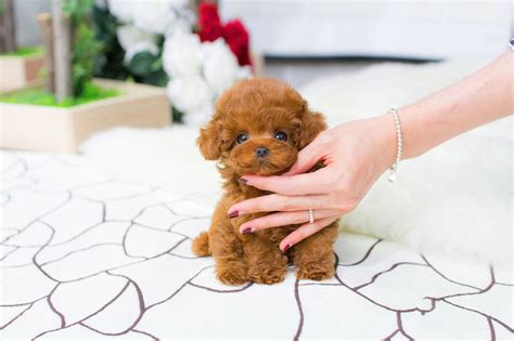 Chó Teacup Poodle – Đặc điểm, cách chăm sóc và bảng giá (2023)