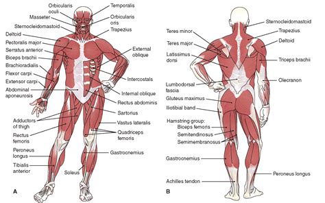 posterior muscles of the body diagram | Muscle diagram, Human muscular ...