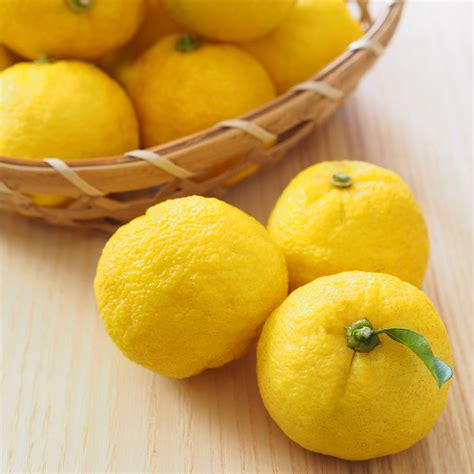 Yuzu Trees for Sale | BrighterBlooms.com