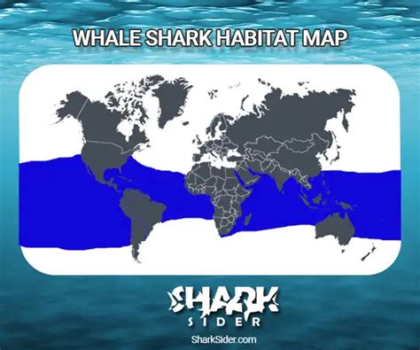 The Whale Shark - X46 Facts, Habitat, Social Behavior & Humans ...