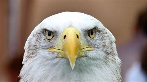 Close up photo American Eagle HD wallpaper | Wallpaper Flare