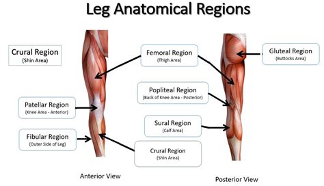 Anatomy Mental Region - Anatomy Reading Source