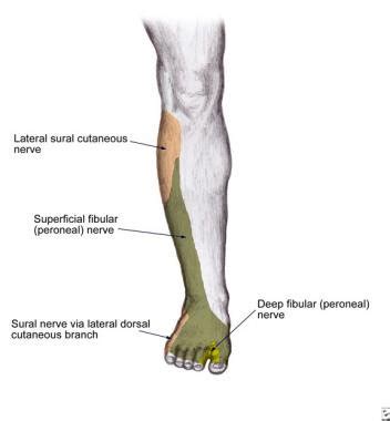 Peroneal Nerve Entrapment-Perth Chiropractor in Coogee, Fremantle ...