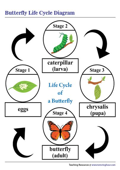 Printable Life Cycle of a Butterfly Diagram