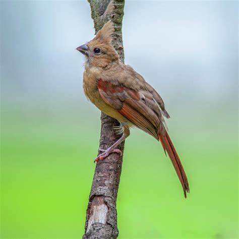 Fledgling Cardinal Photograph by Cathy Kovarik - Pixels