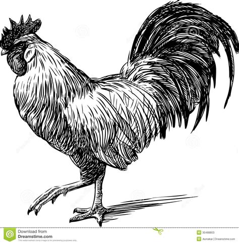 Photo about Vector image of the profile of a rooster. Illustration of ...