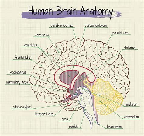 Brain Anatomy Labeled Diagram