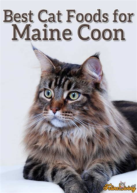 The10 Best Cat Food For Maine Coon Cat For October 2023!