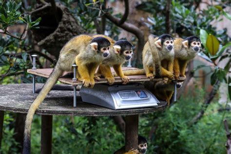 Animals at London zoo get their annual weigh-in | New Scientist