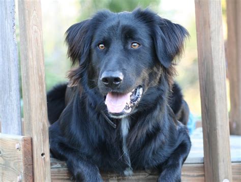 Black Lab, Irish Setter Mix! | Mixed breed Dogs/Pups | Pinterest ...