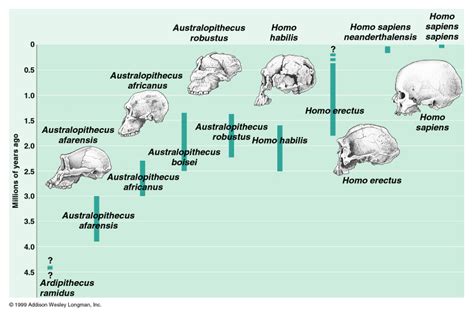 Science: Creationist arguments against hominid fossils