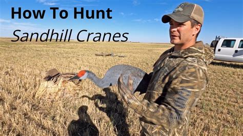 Sandhill Crane Hunting in Saskatchewan (How to Hunt Sandhill Cranes ...