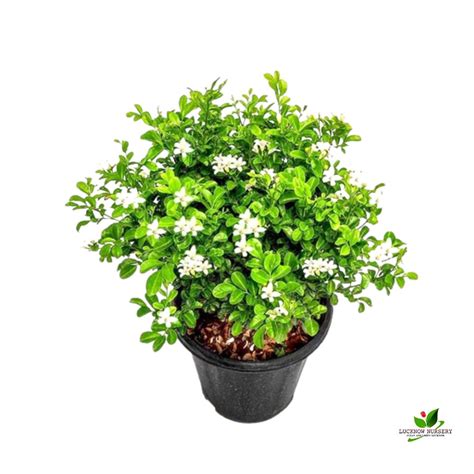 Double Chandni/Jasmine Beautiful Flower Plant - with Pot - Online ...