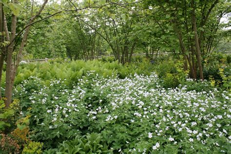 Woodland-inspired ground cover plants for semi-shade | Bestall & Co