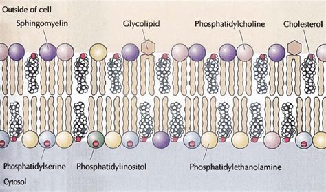 Cholesterol Molecule In Cell Membrane