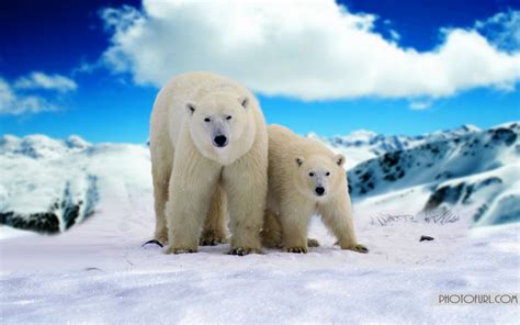 🔥 [90+] Christmas Polar Bear Wallpapers | WallpaperSafari