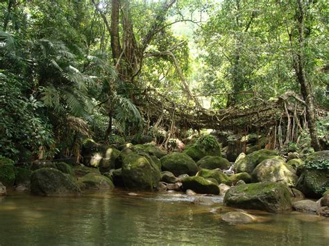 Living Root Bridges | Exclusive Live Bio-Engineering Wonders