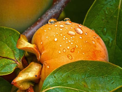 Persimmon Tree: Why Grow One in Your Backyard - The Dirt Doctors