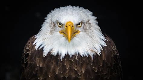 HD wallpaper: Eagle bird portrait, white and yellow eagle, beak ...