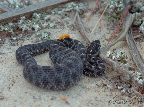 Dusky Pygmy Rattlesnake | Florida Backyard Snakes