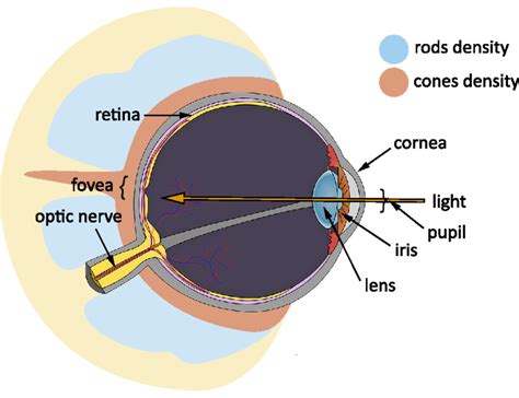 1: Diagram of the human eye. Rods and cones densities are drawn around ...