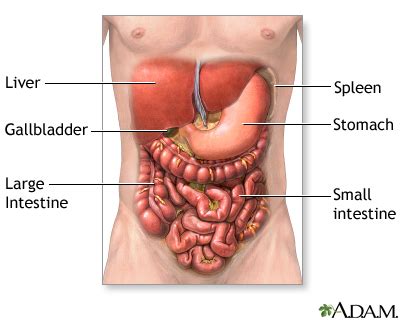 Abdominal exploration - series—Normal anatomy: MedlinePlus Medical ...