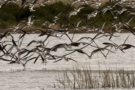 Galveston Images - Galveston Island Nature Tourism Council