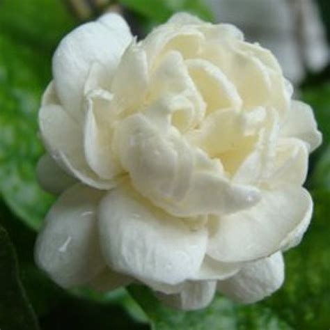 Arabian Jasmine Seeds For Sale