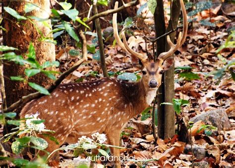 The spotted deer with antlers - Uttarakhand Photos