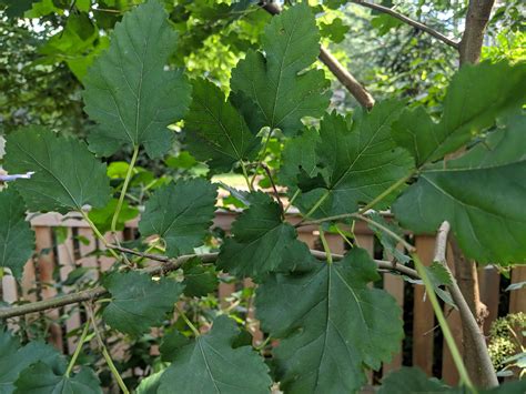 Backyard Tree Identification: Mulberry Trees