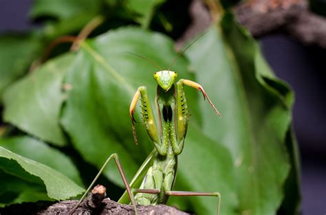 10 Wondrous Praying Mantis Facts