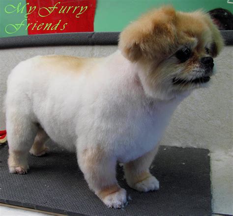 Pet Grooming: The Good, The Bad, & The Furry: Grooming a Pekingese