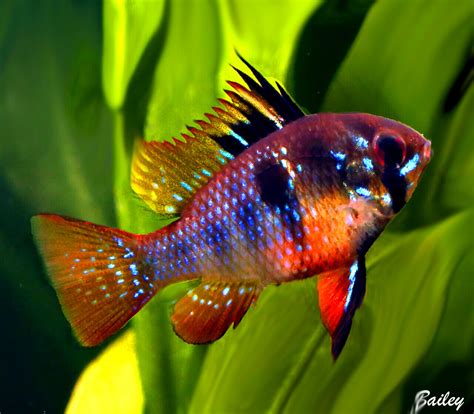 Premium Blue Ram Cichlid