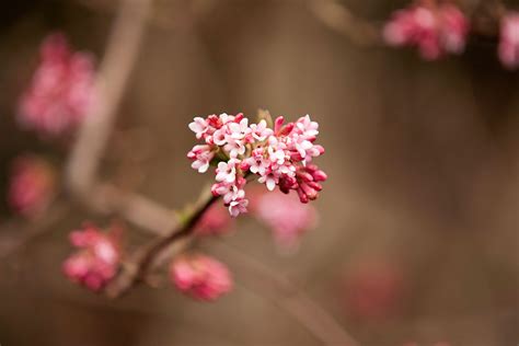 Viburnum × bodnantense 'Dawn' Archives - Plant Talk