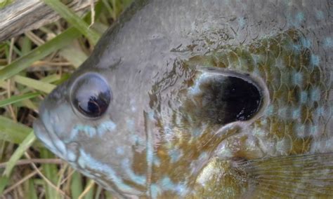 The Show Me Fly Guy: The Hybrid Bluegill/Sunfish- What You May Not Know