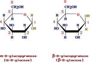 Alpha And Beta Glucose Ring Structure