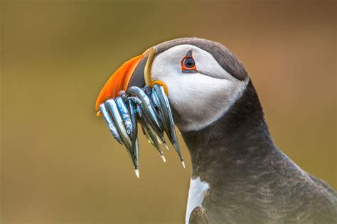 Did You Know This About Puffins? | Discover the World Blog