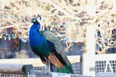 The Pueblo Zoo in Pueblo, Colorado - AnnMarie John